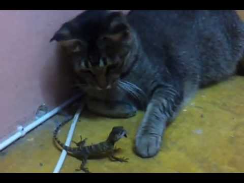 Cat vs Lizard (NatGeoWild)
