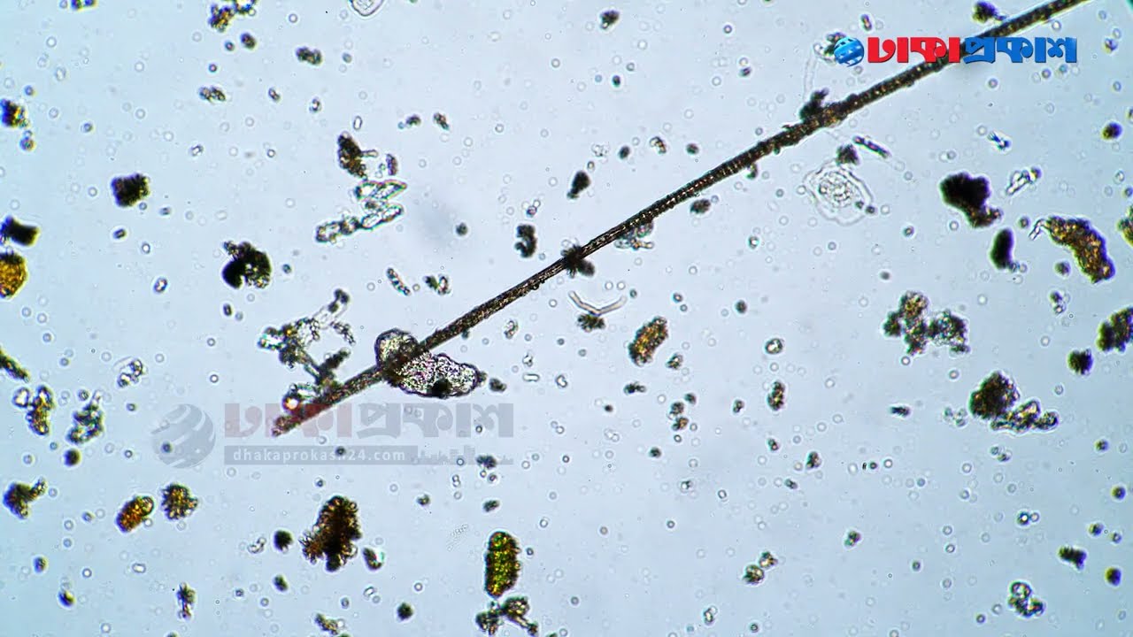 না খেয়েও ৩০ বছর বেঁচে থাকে টারডিগ্রেড!