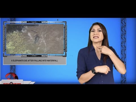 6 elephants die after falling into waterfall (ASL - 10.7.19)