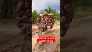Download lagu viral ojek sawit muatan 800kg lebih bikin penasaran #shorts #viralvideo mp3