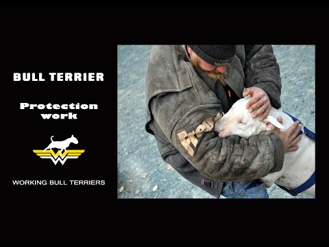 Bull Terrier Protection Work