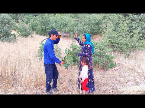 "The daily life of Samaneh and her two children: a worker in an agricultural field