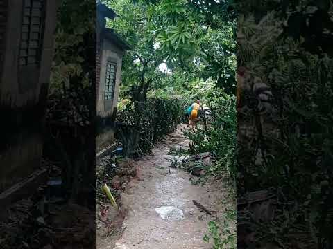Aún viento fuerte💨🌬️ pero gracias a Dios estamos bien.Banes, Holguín, Cuba. #shortsvideo #ciclon