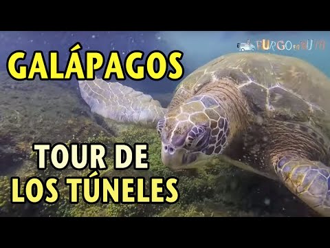 75. Galapagos: Isla Isabela. Tour de los