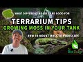 Terrarien Tipps So Züchten Sie Moos In Bioaktiven Terrarien Und Paludarien