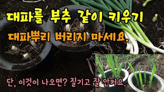 대파뿌리만으로 대파 빨리 길러 먹는 방법 대파를 잘라 수확하고 다시 키워보았습니다.
