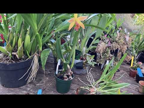 First Bloom of Bc. Richard Mueller x C. Triumphans