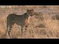 Funny Talking Animals - Walk on the Wild Side - Series 2, Episode 5, Preview - BBC One
