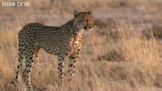 The tortoise dialogue is honestly kind of tame, but it's a welcome change from the usual squeakiness.