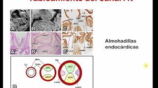Desarrollo CV1- Parte 2