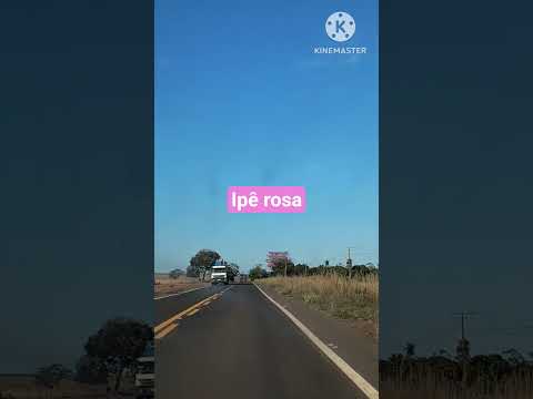 Ipê Rosa na estrada entre Arenápolis / Denise MT