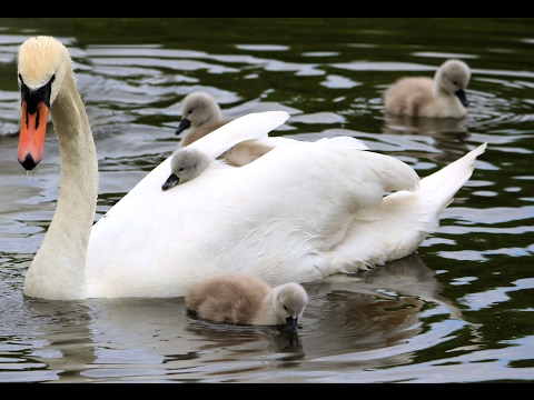 image-Are swans mean?