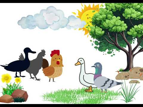 Pollito Tito [The Little Chicken] | Spanish
