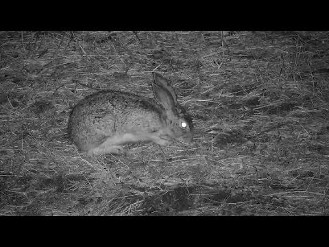 Djuma: Scrub Hare - 00:50 - 10/11/19