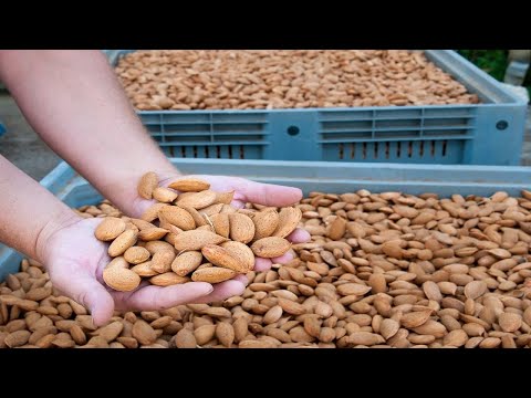 Awesome Almond Cultivation: Almond Farming and Almond Harvesting -Almond Processing Factory