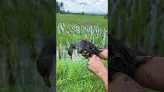 Download lagu Mandar Bird. #animals #birds #bird mp3