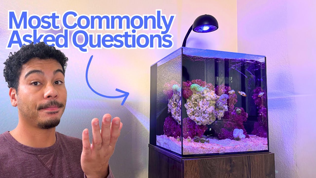Reef Tank Q&A for Beginners: 9 Practical Fixes from a Real Nano Build