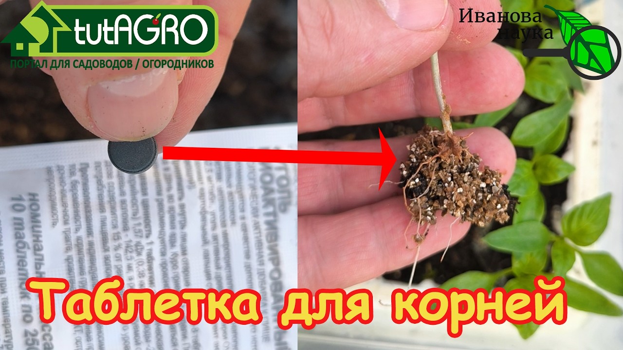 1 ТАБЛЕТКА и РАССАДА как с КАРТИНКИ! Забудьте о хилой рассаде: рассаживаем пе?