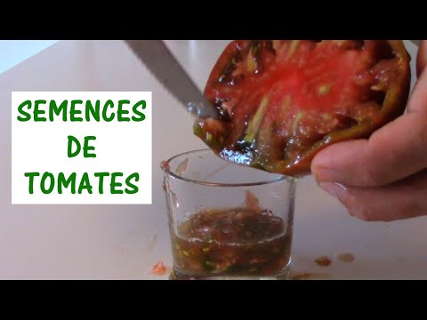 PRODUIRE SES GRAINES DE TOMATES