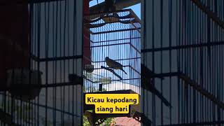 Download lagu Kicau burung kepodang siang hari mp3