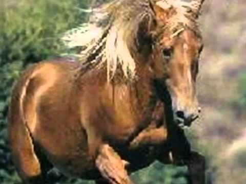 El Dorado  Goombay dance band