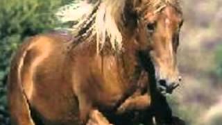 El Dorado  Goombay dance band