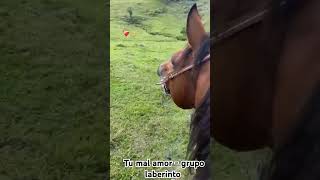 tú mal amor - grupo laberinto