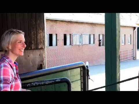 Holsteiner Hengststation - Bokel