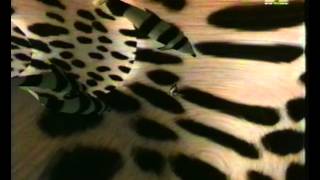 Autechre - Basscadet