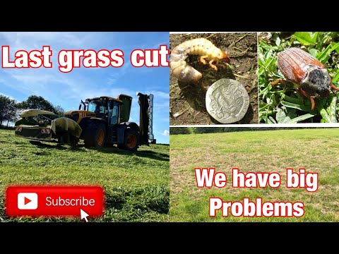 last grass getting cut, 130acres getting binned, hug chafer bug problem. Episode 207