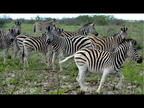 , title : 'The Hidden Journey of 20,000 Zebras'