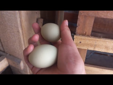 Vamos a recolectar huevos de gallinas que fueron criados en casa