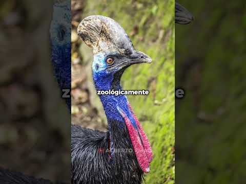 El último dinosaurio 🪦 #albertochao