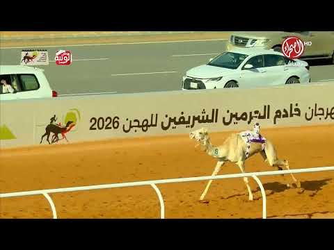 ملخص السباق , مهرجان خادم الحرمين 2026/1/26 لقايا الجنادرية