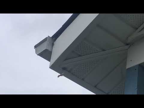 European Hornets Coming from the Soffit in Dayton, NJ