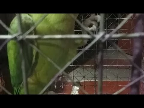 mithu ki love story🐦💘🐦