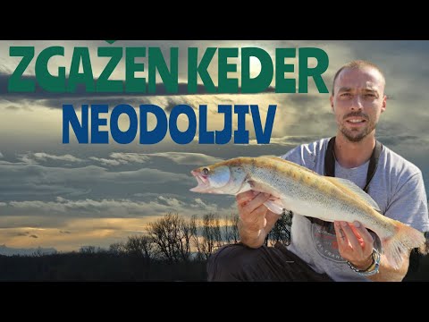 SMUĐ NA KEDERA #zander