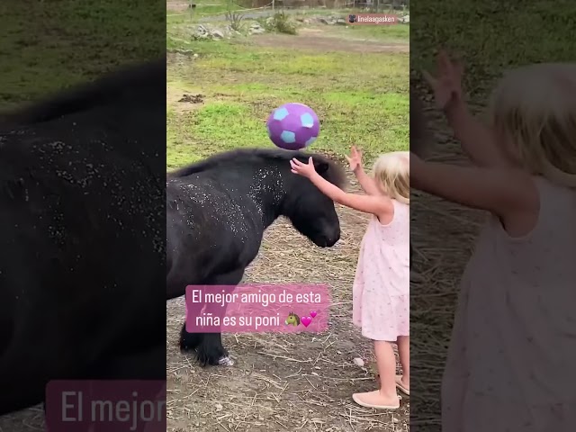 Vídeo relacionado con Caballo de Peluche Holly K. Pony de 17 cm, marrón, Suave muñeco NICI, Adorable Animal para abrazarlo y Jugar, Idea de Regalo para niños y Personas Adultas, 62234