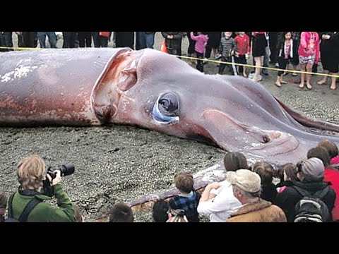 These Fishermen Caught a Fish Heavier Than Their Boat