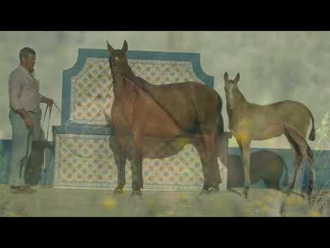 Quaresma PSL -  Coudelaria João Pedro Caleia