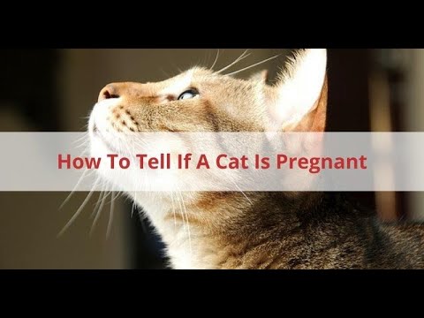 How Can You Tell If Your #Cat Is Just Pregnant or Just Fat ?
