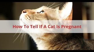 How Can You Tell If Your #Cat Is Just Pregnant or Just Fat ?