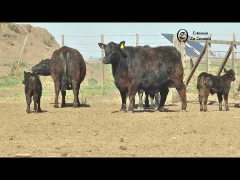 Corral 70   Lote de vaquillonas AA   Con Crías al pie   Estancia La Zoraida