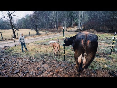 How I Stopped my Cow From Busting the Fence