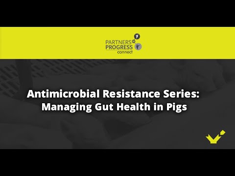 Antimicrobial Resistance Series:  Managing Gut Health in Pigs