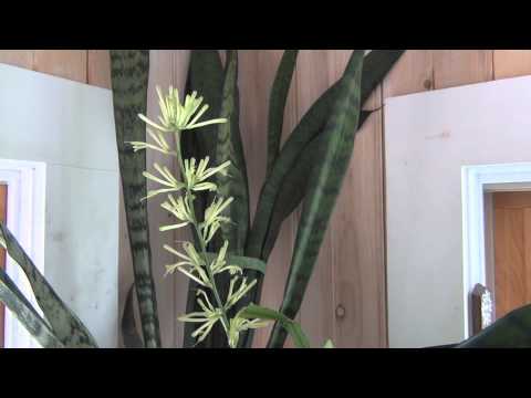 download lagu mp3 mp4 Sansevieria Flower, download lagu Sansevieria Flower gratis, unduh video klip Sansevieria Flower