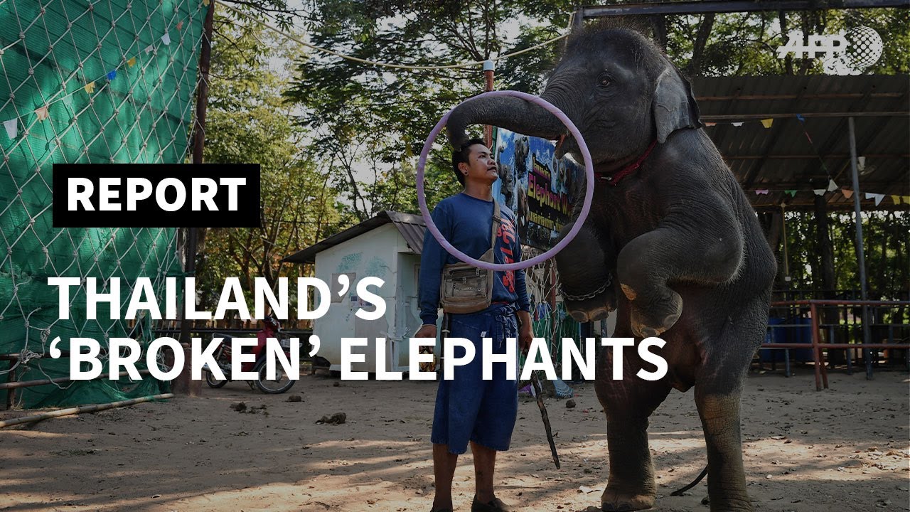 Thailand: elephants 'broken' for lucrative animal tourism | AFP