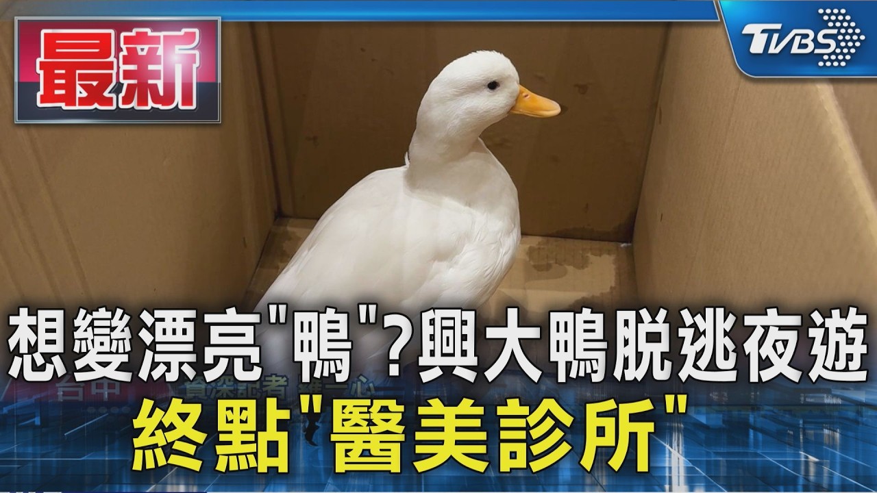 想變漂亮「鴨」?興大鴨脫逃夜遊 終點「醫美診所」 |TVBS新聞 @TVBSNEWS01