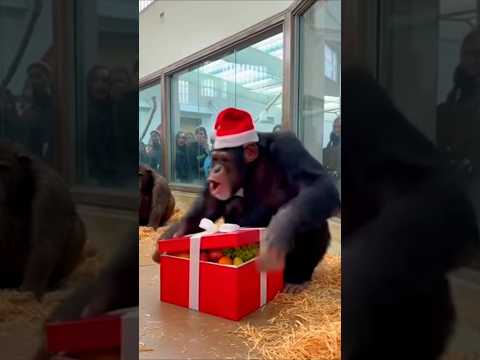 Chimp Does a BACKFLIP for Christmas! 🐒🎁🤸‍♂️ | Kind Hands #shorts #chimpanzee