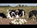 How Ostrich Laying To Giant Eggs